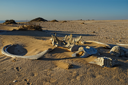 Whale bones, bleached in the sun lying on the sand at Meob Bay whaling station, Namibia, Africa