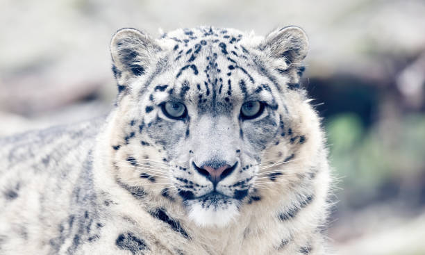 snow leopard - snow leopard imagens e fotografias de stock