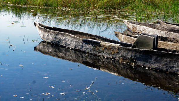 closeup makoro dugout canoes, okavango delta, botsuana. - makoro - fotografias e filmes do acervo