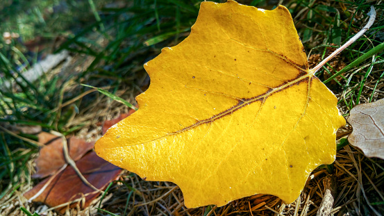 After the rain - fallen autumn maple leaf in bright yellow coloration resting on the wet ground among grass and other debris. A close-up view.