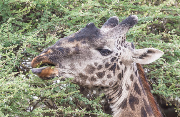 The Masai giraffe (Giraffa camelopardalis tippelskirchii), also spelled Maasai giraffe, also called Kilimanjaro giraffe, is the largest subspecies of giraffe. Ndutu Lake Conservation Area