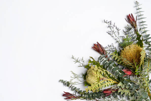 istock A border of mostly Australian native flowers and leaf foliage. 1209362341