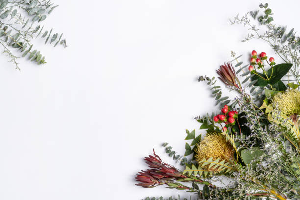 istock A border of mostly Australian native flowers and leaf foliage. 1209362367