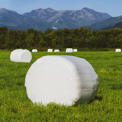 Haystack packed in white cellulose packaging and ready for transportation from mown agricultural field with green grass. Autumn countryside landscape, dry weather in which agricultural work is good.