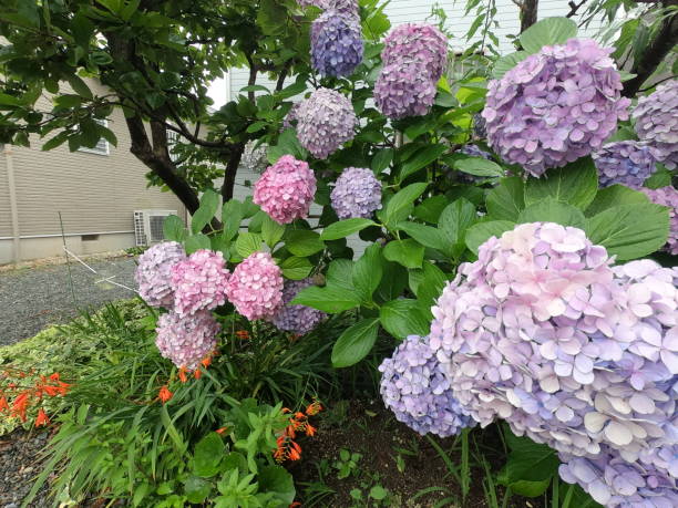 istock Hydrangea garden in my garden 1209365083