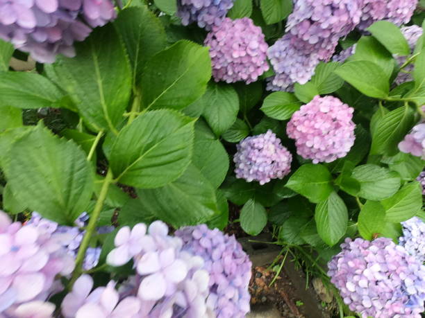 istock Hydrangea garden in my garden 1209365102