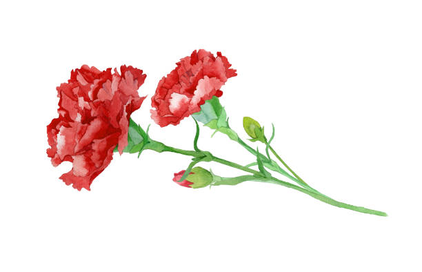 빨간 카네이션 - dianthus stock illustrations