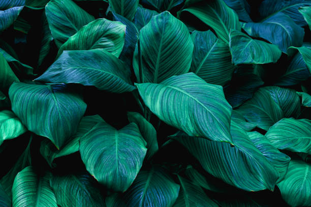 istock abstract green leaves background 1209370693