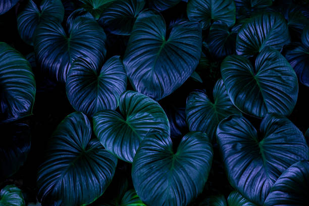 istock closeup nature view of green leaf 1209371398