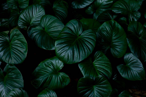 istock closeup nature view of green leaf 1209371403