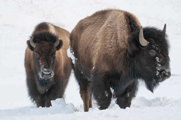 istock Two bison bulls struggling in deep snow 1209371429