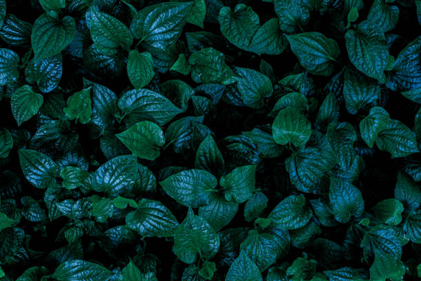 istock closeup nature view of green leaf 1209371554