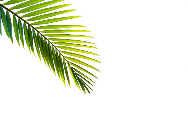 istock tropical coconut leaf isolated on white background 1209371635