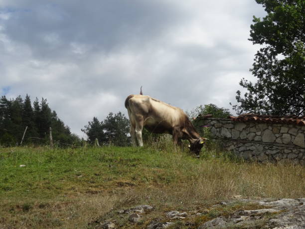 istock the cow in Koprivshtitsa, Bulgaria 1209371822