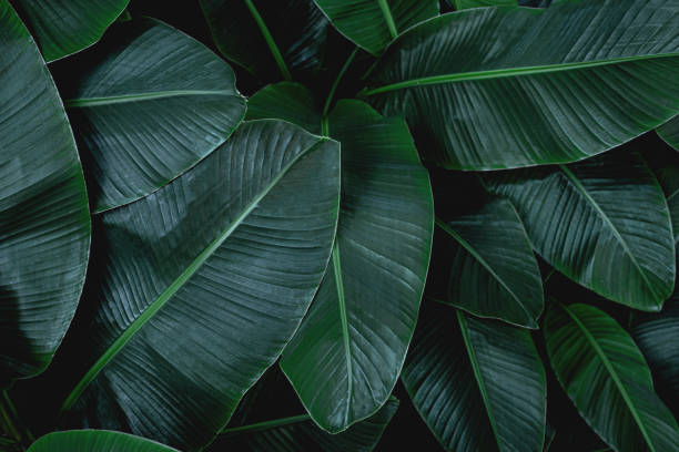 istock tropical green banana leaf background 1209372624