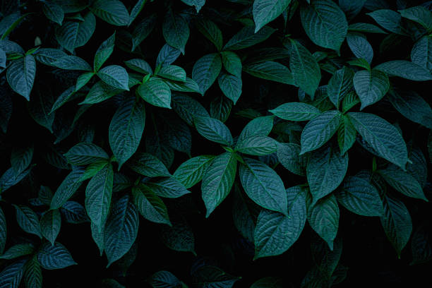 istock closeup nature view of green leaf 1209372785