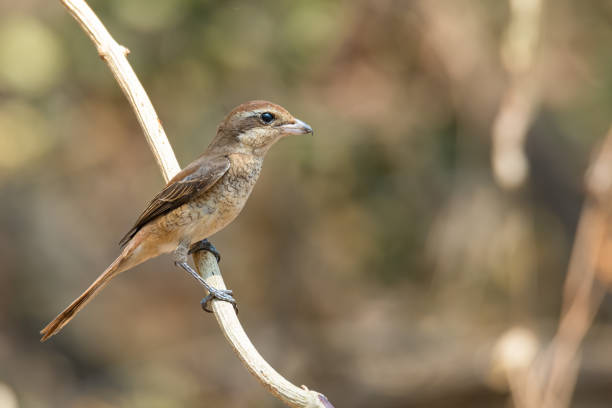 istock Brown Shrike perching on liana looking into a distance 1209372820
