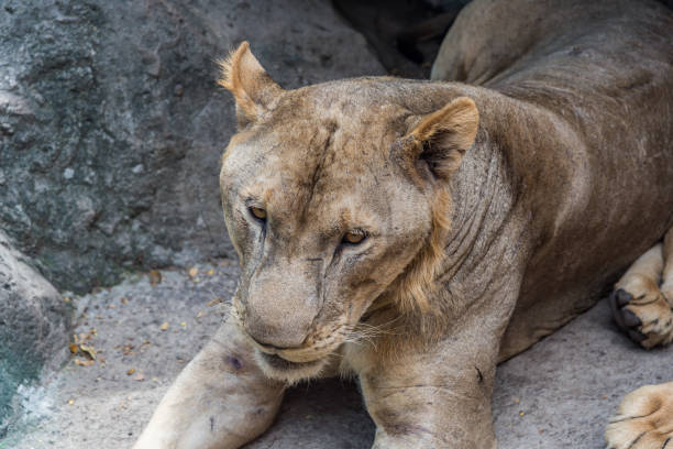 istock Close up portrait of a lioness 1209377357