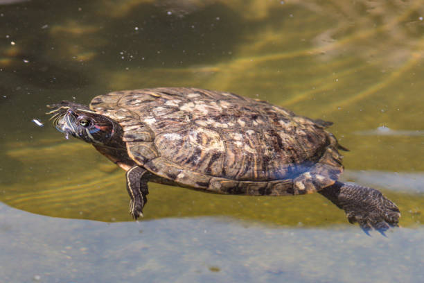 istock Red-Eared Slider Turtle makes a perfect pet 1209377359