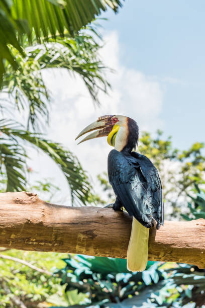 Wreathed Hornbill perched on branch Wreathed Hornbill perched on branch in Bali wreathed hornbill stock pictures, royalty-free photos & images