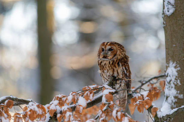 istock Little Owl (Strix aluco) sitting on a tree branch in a forest and looking around 1209377425