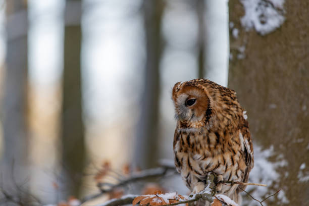 istock Little Owl (Strix aluco) sitting on a tree branch in a forest and looking around 1209377426