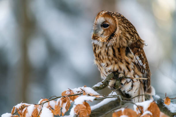 istock Little Owl (Strix aluco) sitting on a tree branch in a forest and looking around 1209377427
