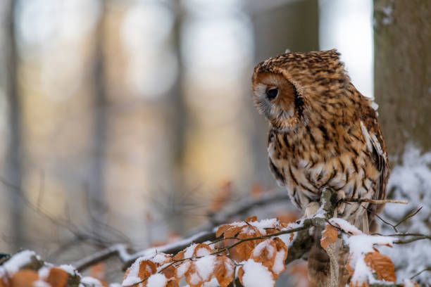 istock Little Owl (Strix aluco) sitting on a tree branch in a forest and looking around 1209377428