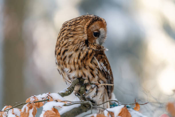 istock Little Owl (Strix aluco) sitting on a tree branch in a forest and looking around 1209377429