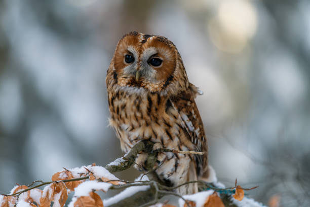 istock Little Owl (Strix aluco) sitting on a tree branch in a forest and looking around 1209377430