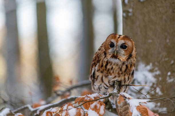 istock Little Owl (Strix aluco) sitting on a tree branch in a forest and looking around 1209377432