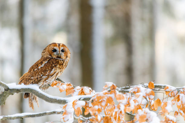 istock Little Owl (Strix aluco) sitting on a tree branch in a forest and looking around 1209377433
