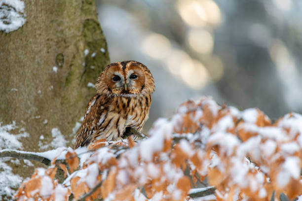 istock Little Owl (Strix aluco) sitting on a tree branch in a forest and looking around 1209377434