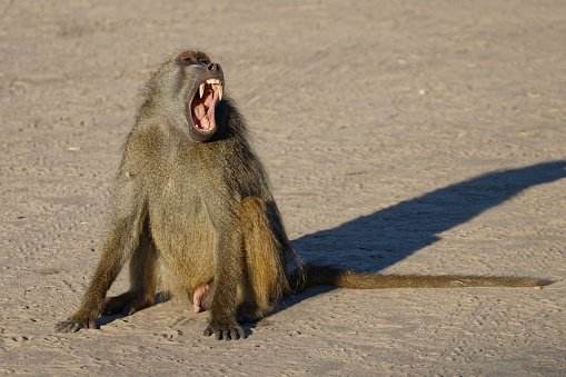 Male baboon yawning and showing us his teeth, Chobe National Park, Botswana, Africa.