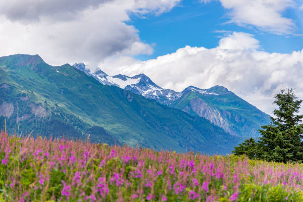 istock Mountain with foreground Fireweed flowers and a cloudy sky 1209378950