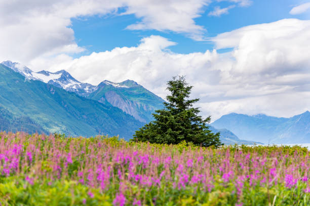 istock Mountain with foreground Fireweed flowers and a cloudy sky 1209378977