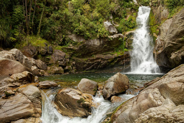 wainui water falls, parco nazionale di abel tasman, nuova zelanda. - abel tasman foto e immagini stock