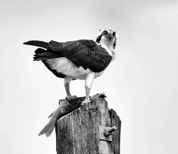 Photo of Osprey Guarding Newly Caught Fish