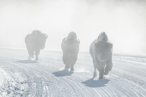 Bison made white with a thick coat of snow covering the fur from head to toe.