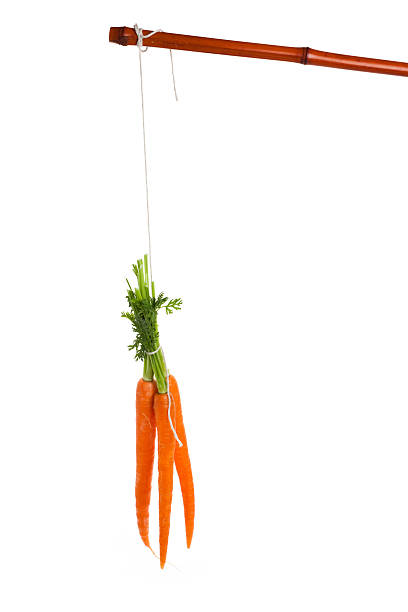 agiter la carotte - stick dangling a carrot carrot motivation photos et images de collection