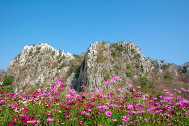 fleur vive rose de couleur de fleur de cosmos dans un domaine avec le fond de montagnes de roche et le ciel bleu - mountain rock sun european alps photos et images de collection