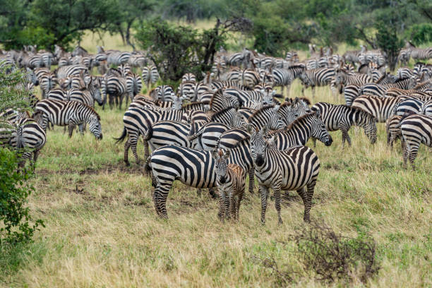 istock The plains zebra (Equus quagga, formerly Equus burchellii), also known as the common zebra or Burchell's zebra. Ngorongoro Conservation Area, United Republic of Tanzania 1209384244