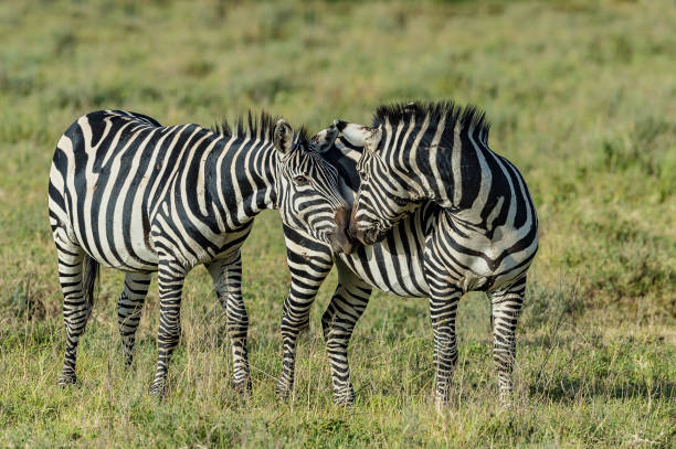 istock The plains zebra (Equus quagga, formerly Equus burchellii), also known as the common zebra or Burchell's zebra. Ngorongoro Conservation Area, United Republic of Tanzania 1209384250