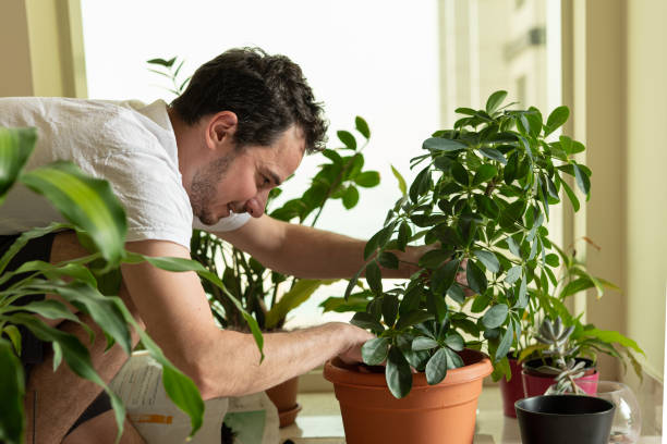 hombre de rodillas arreglando un suelo alrededor de la planta de schefflera recién trasplantada - new life growth desert plant fotografías e imágenes de stock