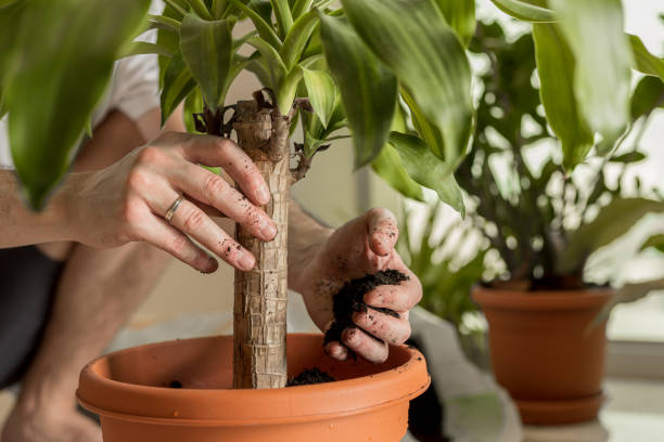 istock Man is putting soil around the freshly repotted plant holds its stem 1209386829