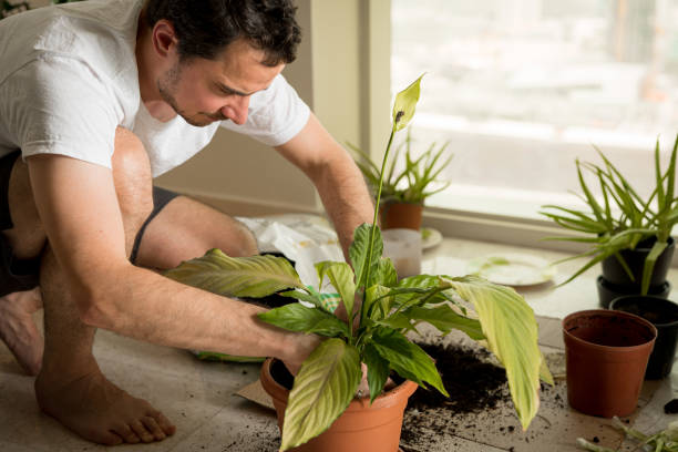 istock Man press the soil around the plant after repotting it 1209386857