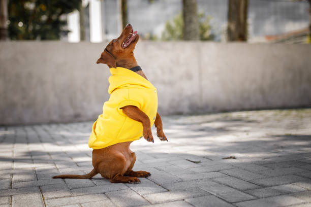 Stylish dog