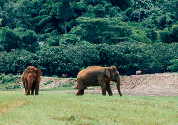 istock Asian Elephant in a nature at deep forest in Thailand 1209388303
