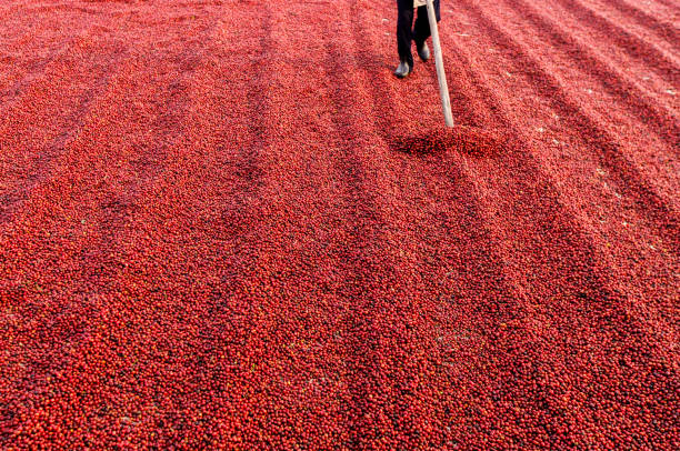 istock Coffee beans drying in the sun. Coffee plantations at coffee farm 1209388375