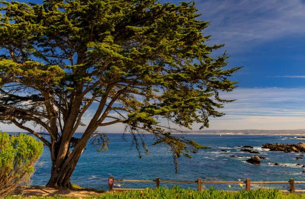istock Pacific coast cypress tree and ocean waves crashing on the cliffs of a rugged Northern California coastline in Monterey 1209389202